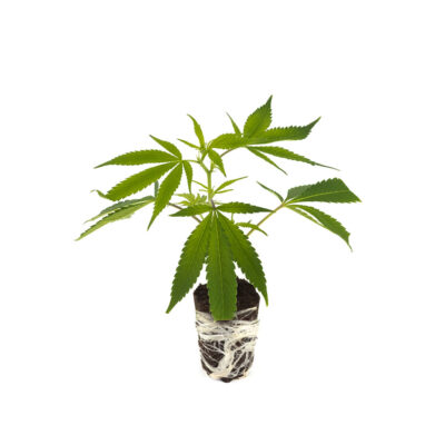 Gelato #45 - Hanfgarten