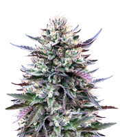 Gelato - Herbies
