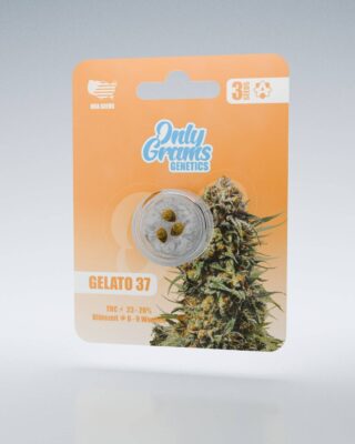 Gelato THC-Seeds - Only Grams