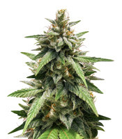 GG#4 Original Glue - Herbies