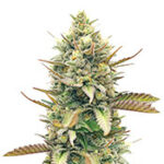 GG4 Sherbet Fast Flowering