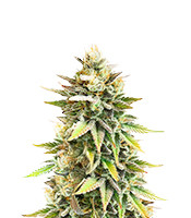 Ghost Chem OG Autoflower - Herbies