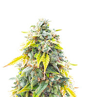 Ghost Train Haze - Herbies