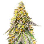 Girl Scout Cookies Fast Version