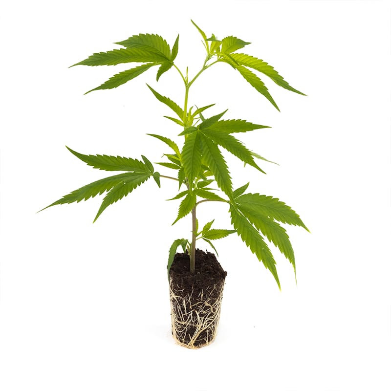 Girl Scout Cookies - Hanfgarten