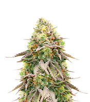 Girl Scout Cookies - Herbies