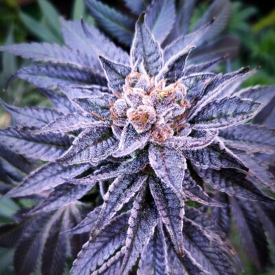 Gogurtz (Runtz Kreuzung) Steckling - Lucky Hemp