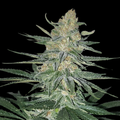 Gorilla Glue Samen Feminisiert - Lucky Hemp