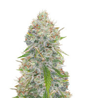 Great White Shark - Herbies