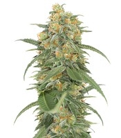 Green Crack 2.0 - Herbies