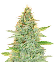 Green Crack Auto - Herbies