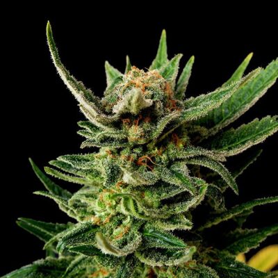 Gypsy Kush - Kannabia