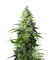 Honey Peach Auto CBD - Herbies