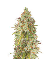 Jack Herer - Herbies