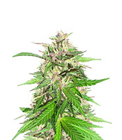 Jealousy Kush - Herbies