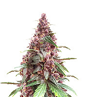 Keepers OG Autoflower - Herbies