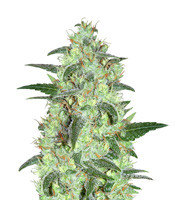 Keramatic Auto - Herbies