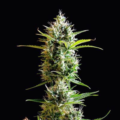 Kickass Auto - Kannabia