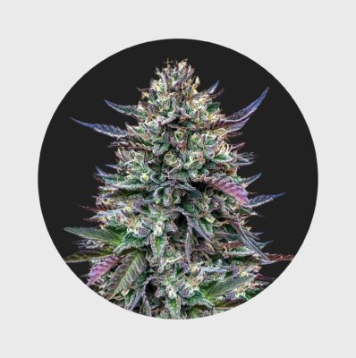 Legendary Cali Genetics Seeds Pinky420 32% THC auto flowering - Happy420