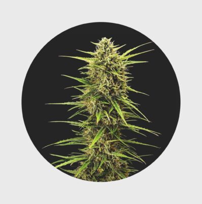 Legendary Cali Genetics Seeds Rainbow Apples 25% THC full season - Flower Power