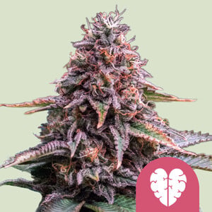 Lemon Skunk - Royal Queen Seeds