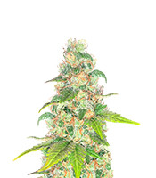 Lord Kush Early Version - Herbies