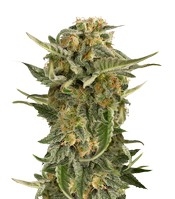 Lost Coast Skunk Auto - Herbies