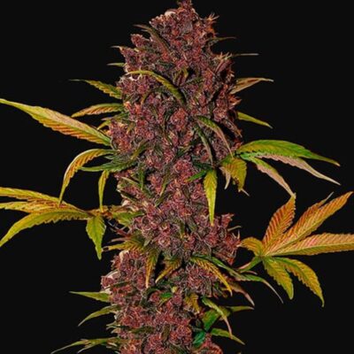 LSD-25 Autoflowering - Hanfgarten