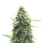 Mango Sherbert Autoflower