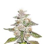 Mendocino Purple Kush