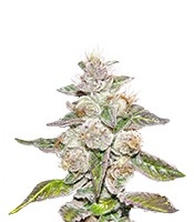 Mendocino Purple Kush - Herbies