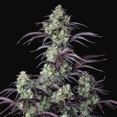 Mimosa Cake Autoflowering - Hanfgarten