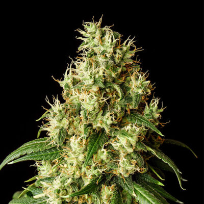 Mimosa Dream – Kannabia