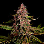 Mimosa Samen Feminisiert