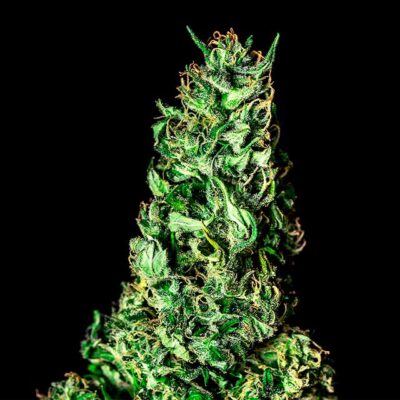 Moby Dick - Kannabia