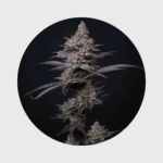 NEU!! Cali Genetics Blueberry Bubba 21% THC fast flowering