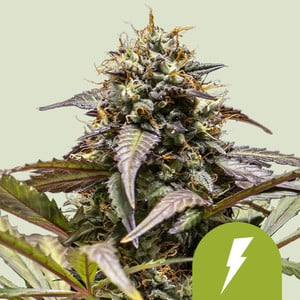 North Thunderfuck Auto - Royal Queen Seeds