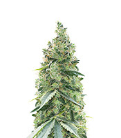 Northern Light - Herbies