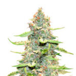 Northern Light x Big Bud