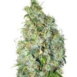 Northern Light X Skunk