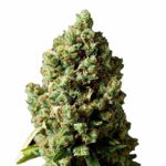 OG Kush Cannabis Samen 040