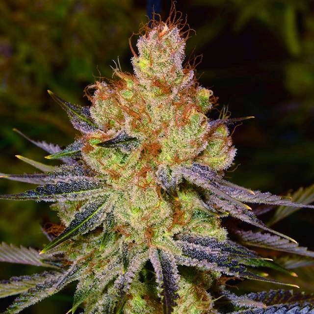 Orange Bud Autoflower Seeds 22% THC - East Smoke