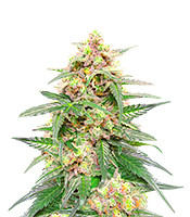 Orange Buddy Auto - Herbies