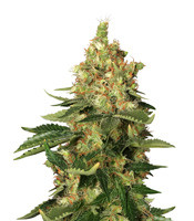 Orange Sherbert - Herbies