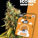 Orange Sherbet Iconic Seeds