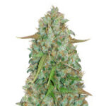 Original Auto BubbleGum