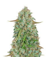 Original Auto BubbleGum – Herbies