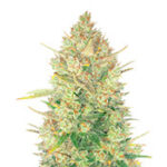 Original Auto OG Kush