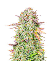 Original Trainwreck Auto - Herbies