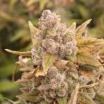 Platinum Chunck Cookies Steckling